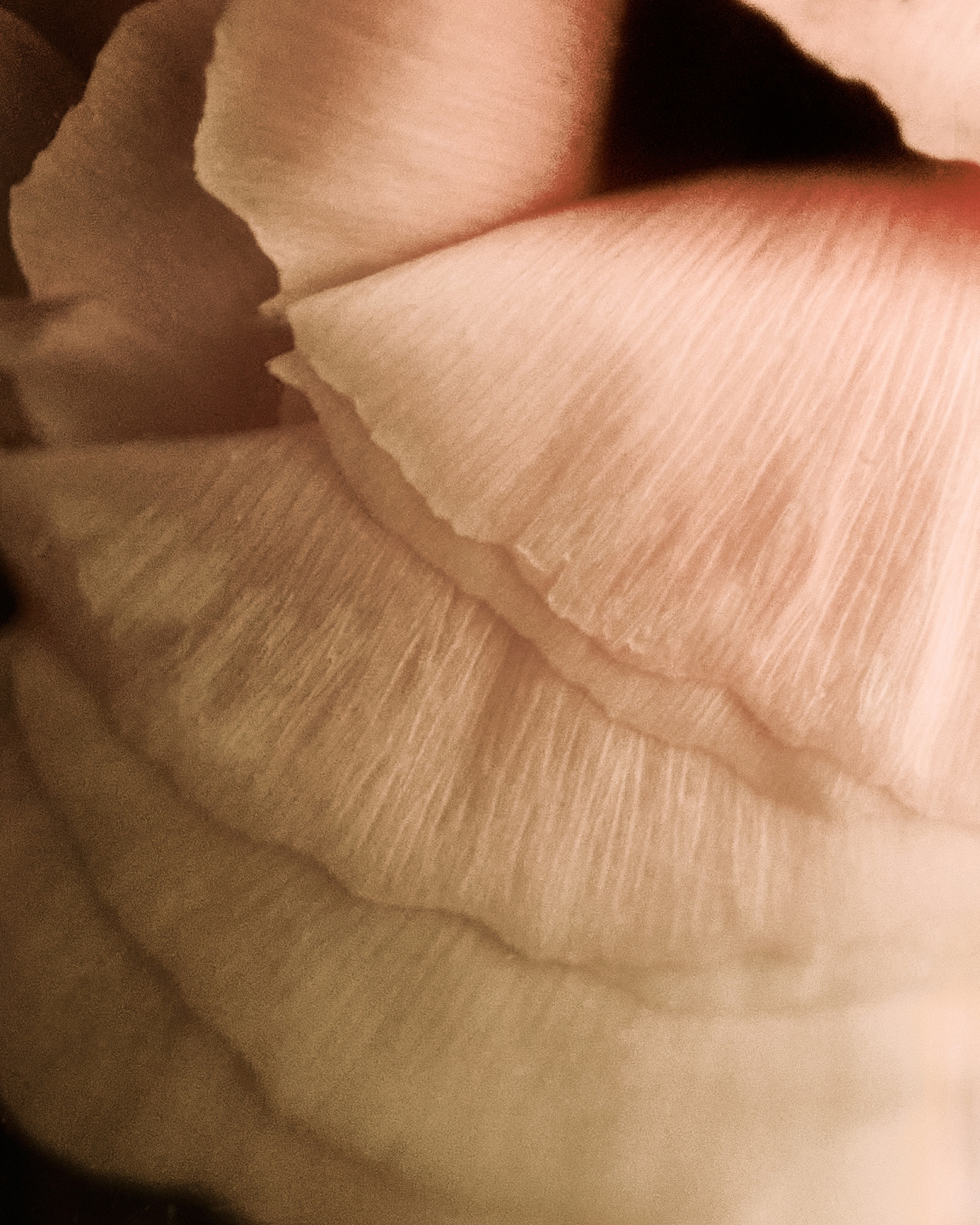 Detalle de pétalos y textura — Fernando Gómez